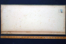 Load image into Gallery viewer, Japanese 19c watercolour Carp and Wasp