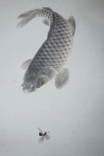 Load image into Gallery viewer, Japanese 19c watercolour Carp and Wasp