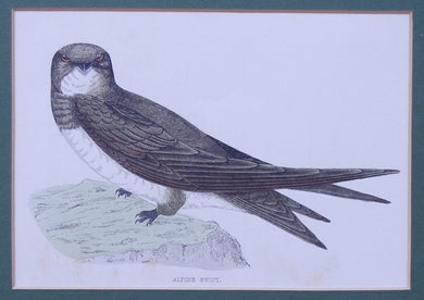 Alpine Swift bird