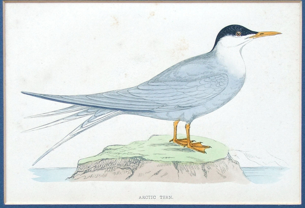 Arctic tern bird