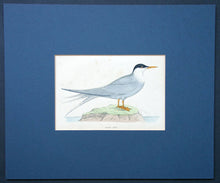 Load image into Gallery viewer, Arctic tern bird