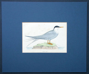 Arctic tern bird