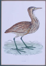Load image into Gallery viewer, Bittern bird