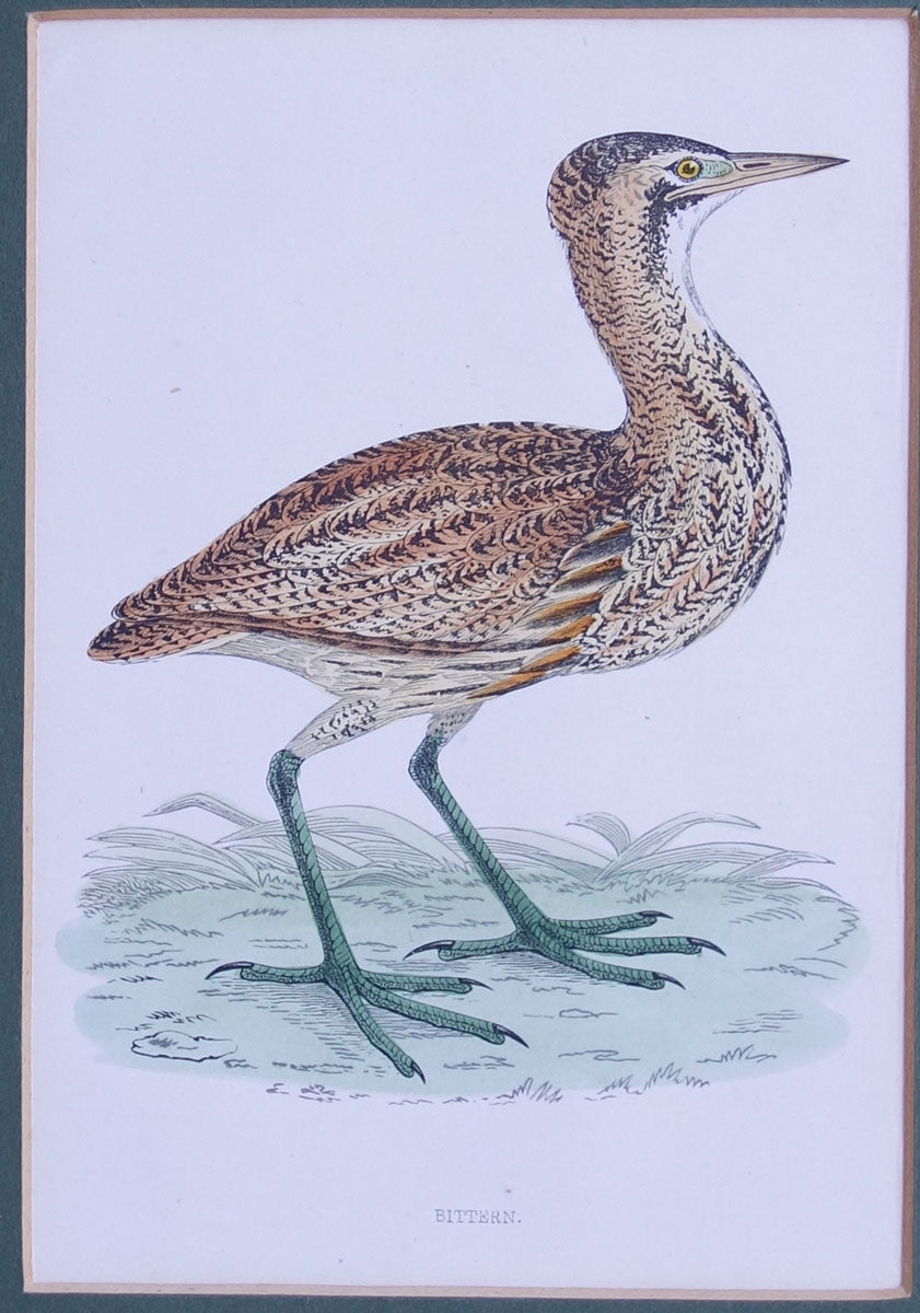 Bittern bird