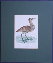 Load image into Gallery viewer, Bittern bird
