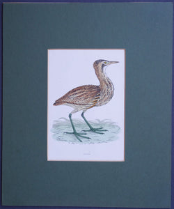 Bittern bird