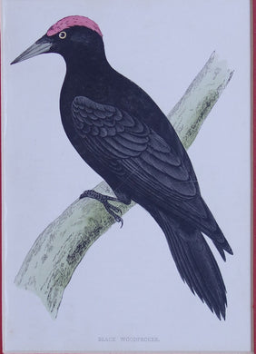 Black Woodpecker bird