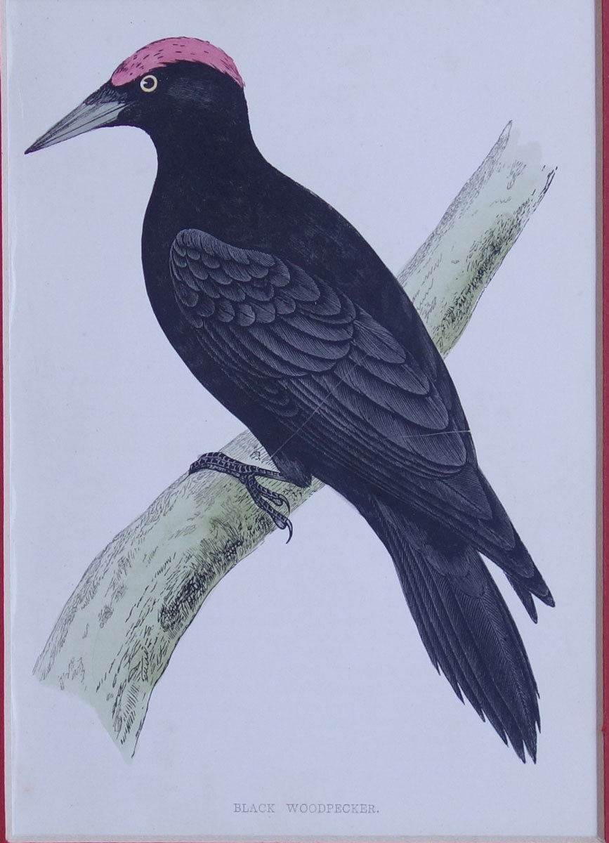Black Woodpecker bird