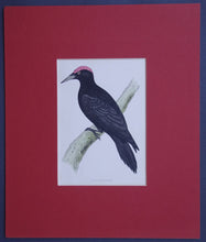 Load image into Gallery viewer, Black Woodpecker bird