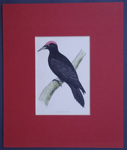 Black Woodpecker bird