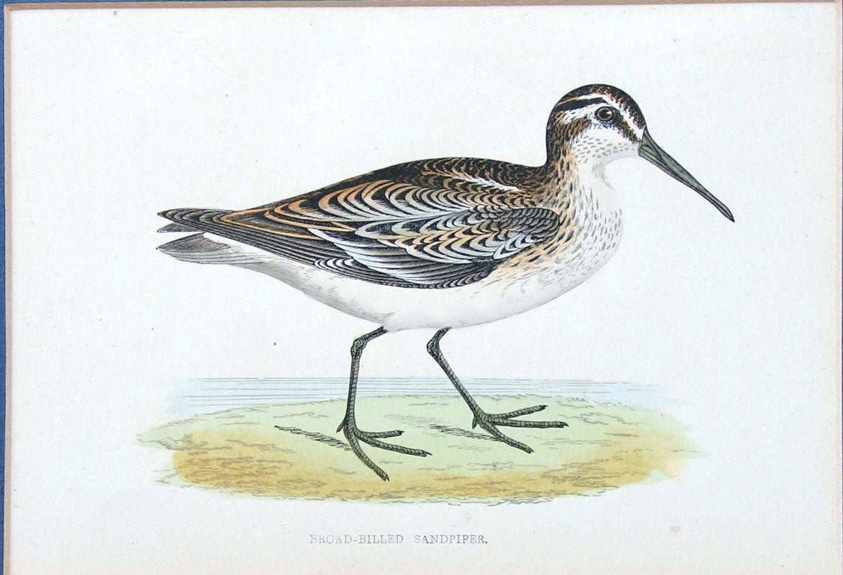 Broad Billed Sandpiper bird