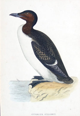 Brunnich's Guillemot bird