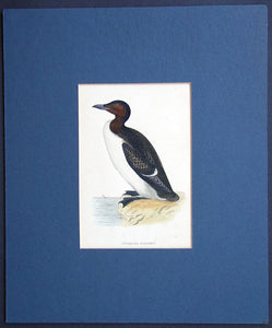 Brunnich's Guillemot bird