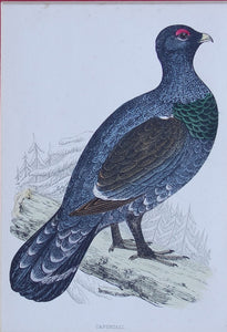 Capercali bird
