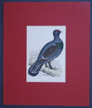 Load image into Gallery viewer, Capercali bird