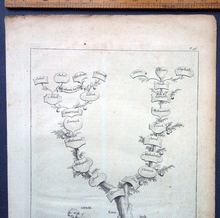 Load image into Gallery viewer, Genealogical Tree of Eve’s Descendants Bleyswyck 1725