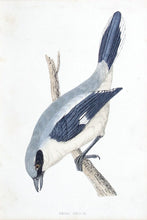 Load image into Gallery viewer, Great Shrike bird