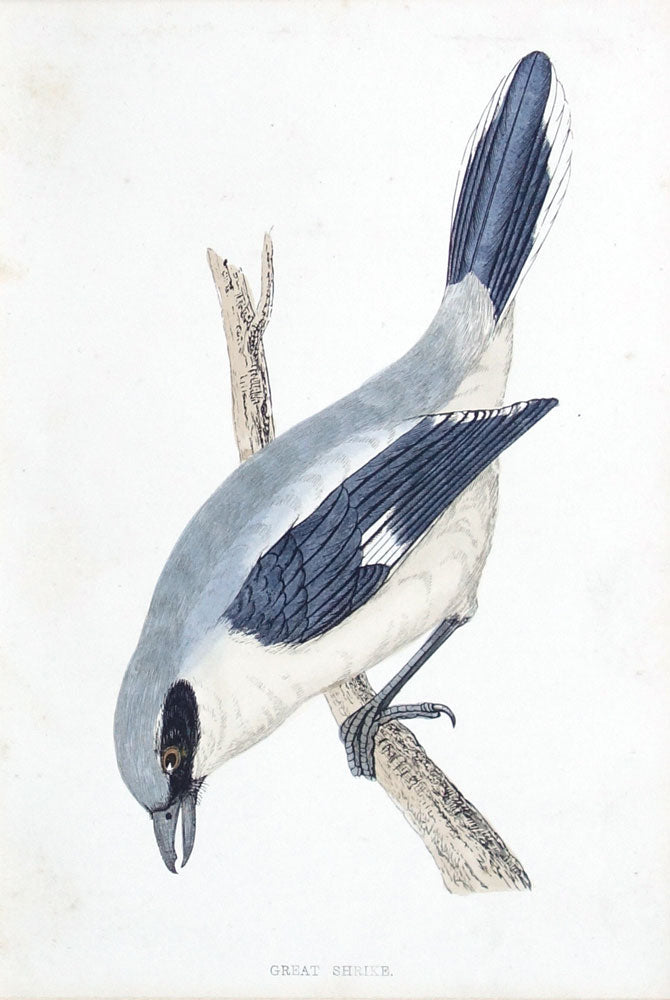 Great Shrike bird