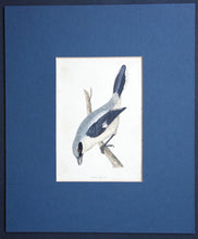 Load image into Gallery viewer, Great Shrike bird