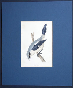 Great Shrike bird