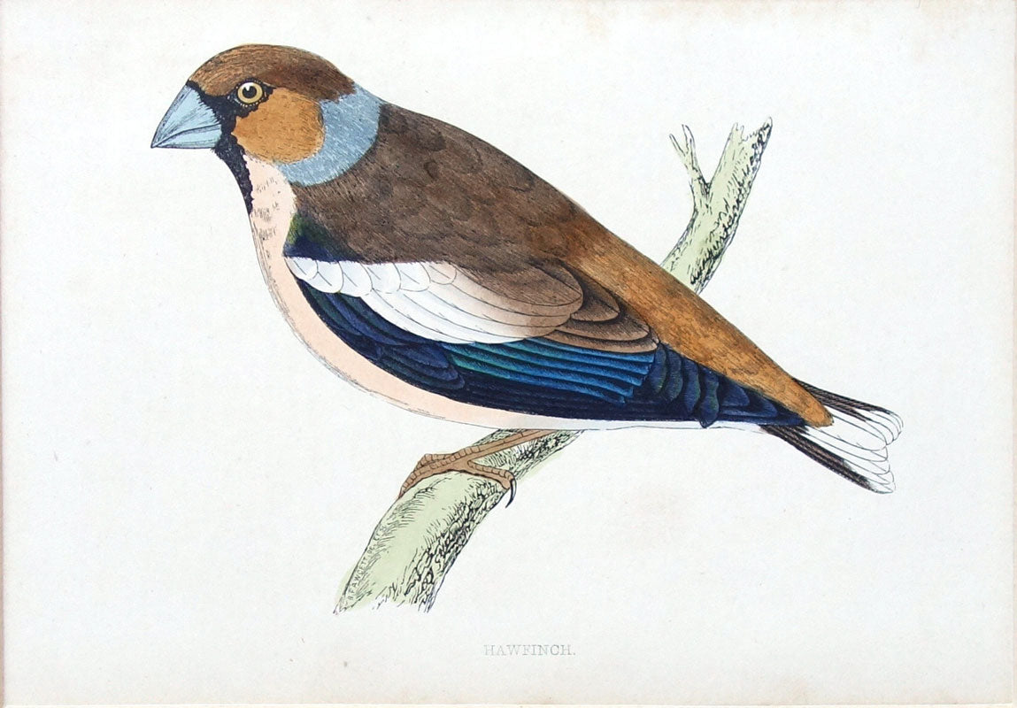 Hawfinch bird