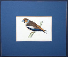 Load image into Gallery viewer, Hawfinch bird