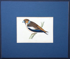 Hawfinch bird
