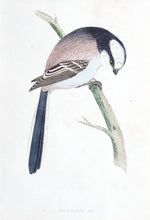 Load image into Gallery viewer, Long Tailed Tit bird