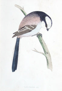 Long Tailed Tit bird