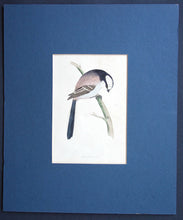 Load image into Gallery viewer, Long Tailed Tit bird