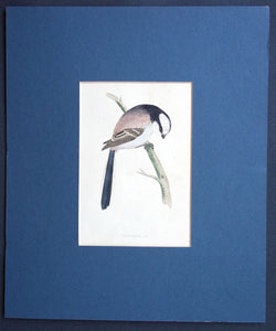 Long Tailed Tit bird