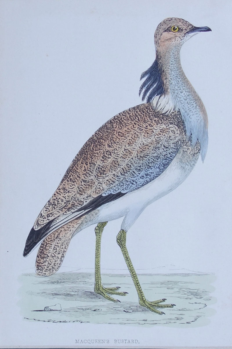 Macqueens Bustard bird