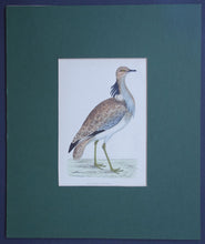 Load image into Gallery viewer, Macqueens Bustard bird