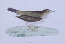 Load image into Gallery viewer, Meadow Pipit bird