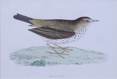 Meadow Pipit bird
