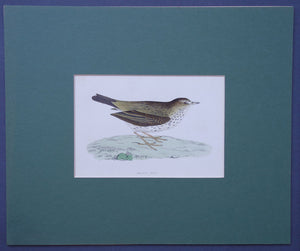 Meadow Pipit bird