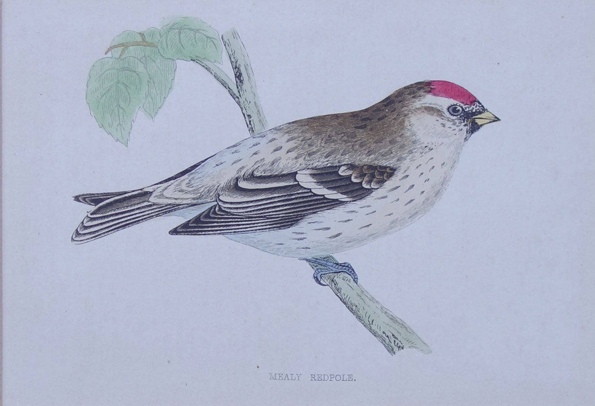 Mealy Redpole bird