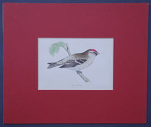 Load image into Gallery viewer, Mealy Redpole bird