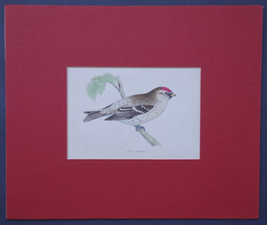 Mealy Redpole bird