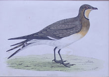 Load image into Gallery viewer, Pratincole bird