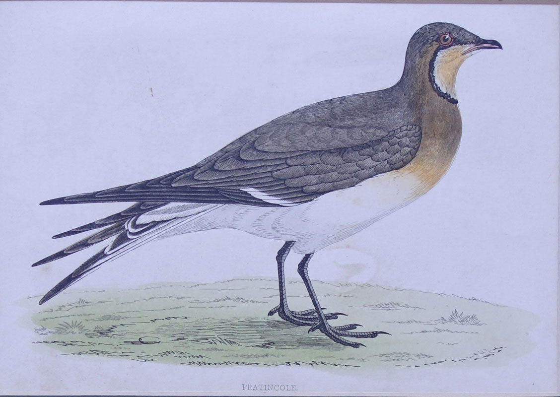 Pratincole bird