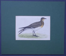 Load image into Gallery viewer, Pratincole bird