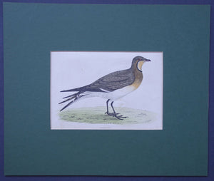 Pratincole bird