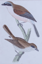 Load image into Gallery viewer, Red backed Shrike bird