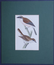 Load image into Gallery viewer, Red backed Shrike bird