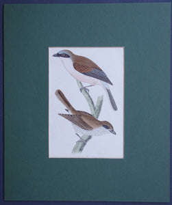Red backed Shrike bird