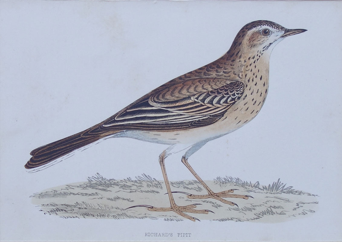 Richards Pipit bird