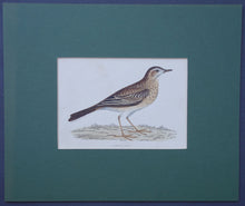Load image into Gallery viewer, Richards Pipit bird