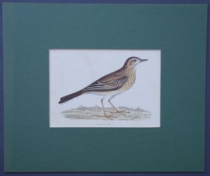 Richards Pipit bird