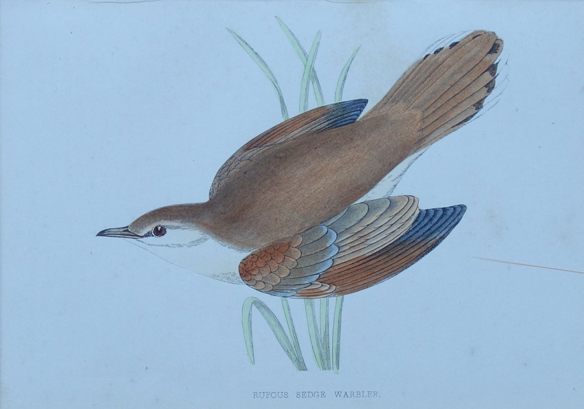 Rufus Sedge Warbler bird